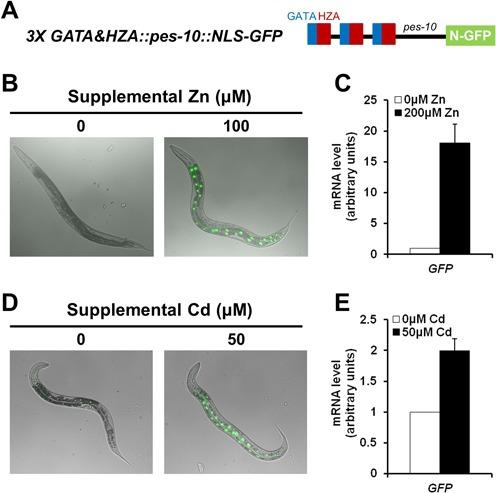 https://cdn.ncbi.nlm.nih.gov/pmc/blobs/7ded/4333406/add1a1b950cc/gku1360fig5.jpg