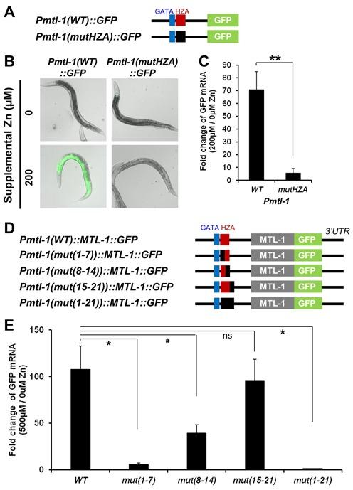 https://cdn.ncbi.nlm.nih.gov/pmc/blobs/7ded/4333406/ddf0dfd1425a/gku1360fig3.jpg