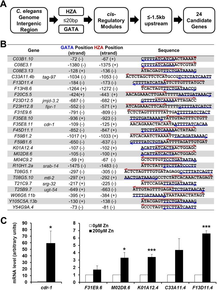 https://cdn.ncbi.nlm.nih.gov/pmc/blobs/7ded/4333406/ebf3c59a7b4b/gku1360fig6.jpg