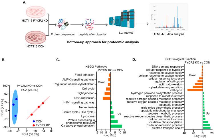 https://cdn.ncbi.nlm.nih.gov/pmc/blobs/7dfe/10377831/a37ba002125a/cells-12-01883-g005.jpg