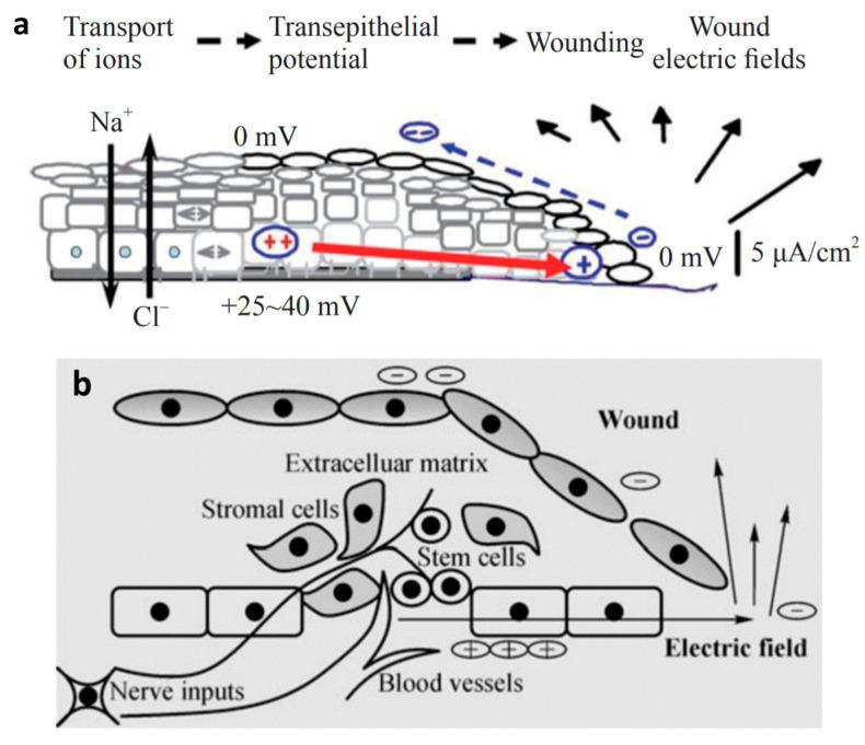 https://cdn.ncbi.nlm.nih.gov/pmc/blobs/7e6d/9565759/00ffb77fd24b/nanomaterials-12-03397-g007.jpg