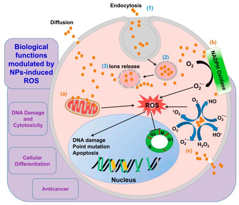 https://cdn.ncbi.nlm.nih.gov/pmc/blobs/7e6d/9565759/9c3f3c07224c/nanomaterials-12-03397-g011.jpg