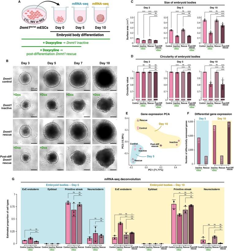 https://cdn.ncbi.nlm.nih.gov/pmc/blobs/7e79/11851107/135fec79a57d/gkaf130fig8.jpg