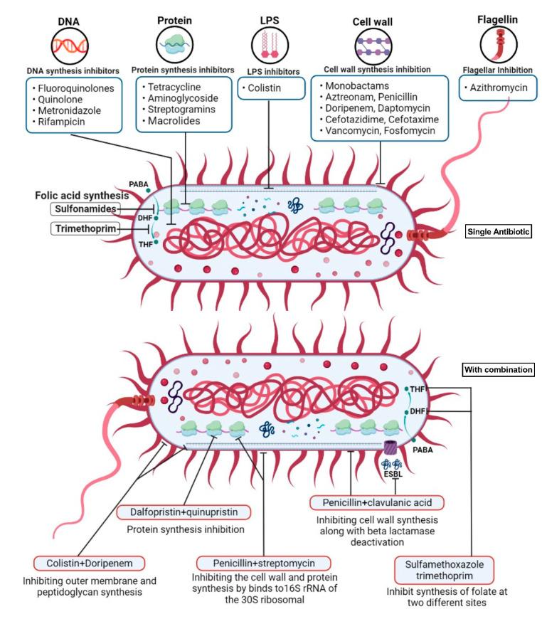 https://cdn.ncbi.nlm.nih.gov/pmc/blobs/7e8f/10534605/35ecda069358/pharmaceuticals-16-01230-g003.jpg