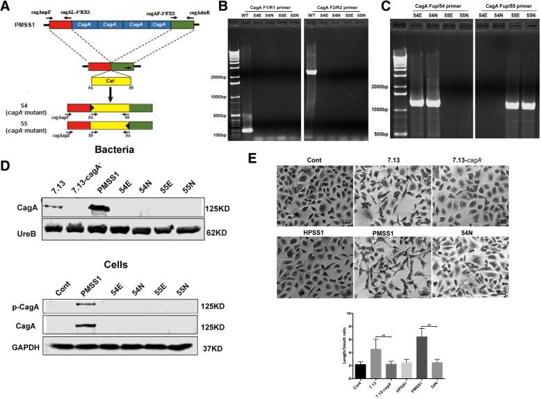 https://cdn.ncbi.nlm.nih.gov/pmc/blobs/7ea9/6251132/45c776cdd45e/13046_2018_962_Fig4_HTML.jpg