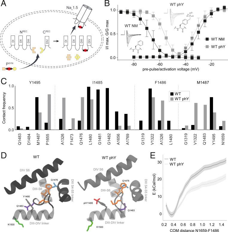 https://cdn.ncbi.nlm.nih.gov/pmc/blobs/7eb6/8379932/aaaffd9f33cb/pnas.2025320118fig01.jpg