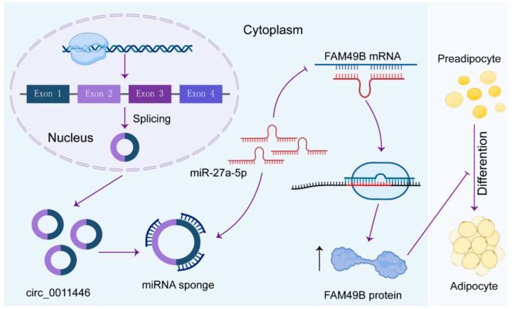 https://cdn.ncbi.nlm.nih.gov/pmc/blobs/7eca/11900246/55b70a5b0675/ijms-26-02294-g007.jpg