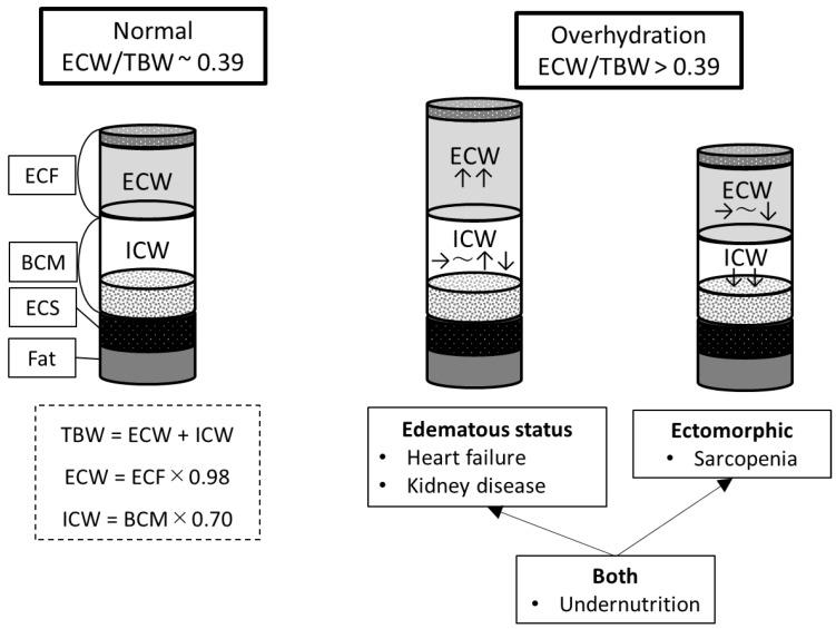 https://cdn.ncbi.nlm.nih.gov/pmc/blobs/7f05/11243294/0cd5e30dad63/nutrients-16-02165-g003.jpg
