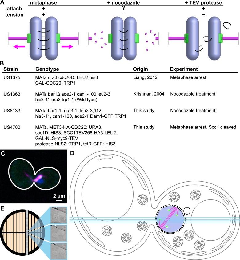 https://cdn.ncbi.nlm.nih.gov/pmc/blobs/7f1c/6363454/3542e1fc8da2/JCB_201809088_Fig4.jpg