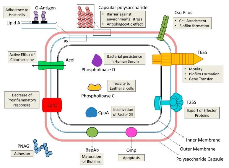 https://cdn.ncbi.nlm.nih.gov/pmc/blobs/7f28/7148516/c0b620e5e153/antibiotics-09-00119-g002.jpg