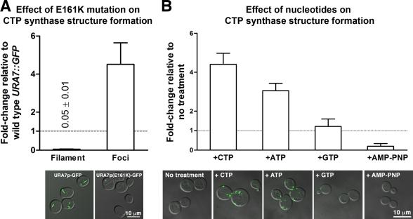 https://cdn.ncbi.nlm.nih.gov/pmc/blobs/7f4b/2928026/6f261a9d2a5b/JCB_201003001_RGB_Fig5.jpg