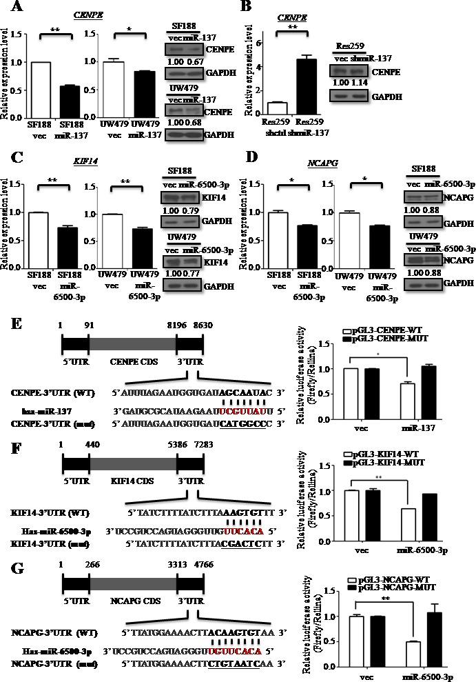 https://cdn.ncbi.nlm.nih.gov/pmc/blobs/7f55/4991414/1341cb8fe101/oncotarget-07-19723-g005.jpg
