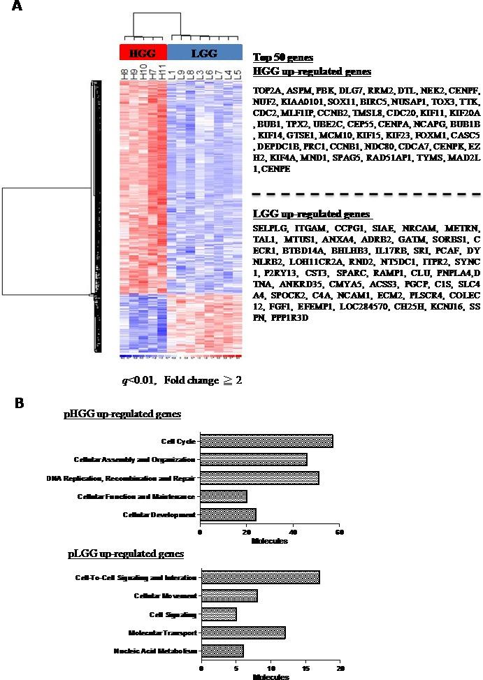 https://cdn.ncbi.nlm.nih.gov/pmc/blobs/7f55/4991414/e9c5b5cbe98e/oncotarget-07-19723-g003.jpg