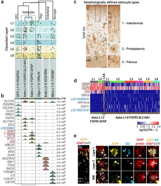 https://cdn.ncbi.nlm.nih.gov/pmc/blobs/7f7b/6919571/38c20faa390c/nihms-1535018-f0004.jpg