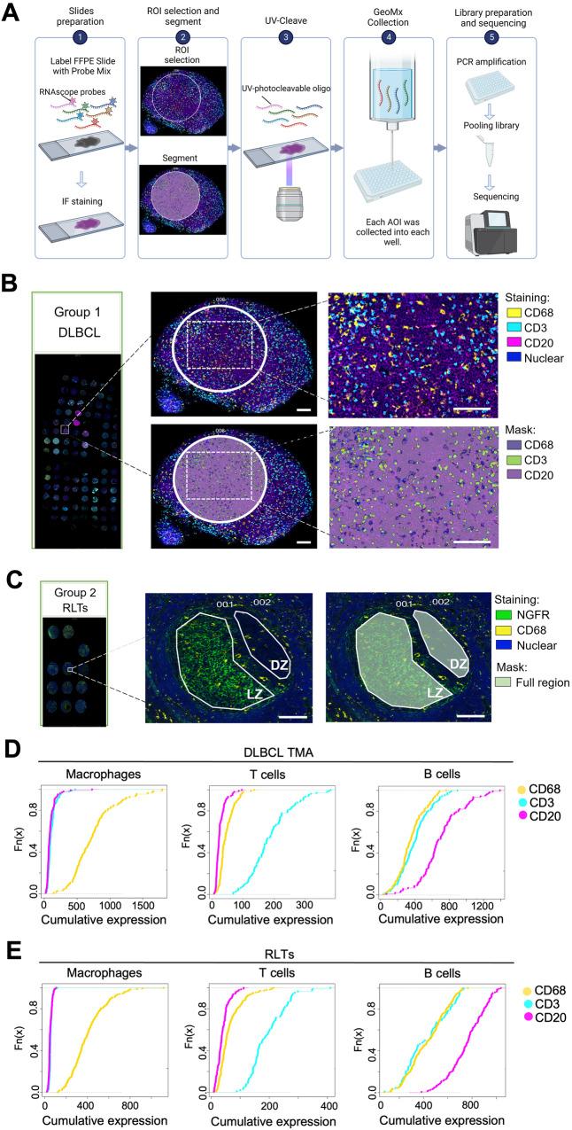 https://cdn.ncbi.nlm.nih.gov/pmc/blobs/7fcc/10923916/23dd7a2dbf1b/41467_2024_46220_Fig1_HTML.jpg