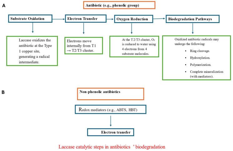https://cdn.ncbi.nlm.nih.gov/pmc/blobs/7ff0/12383733/dacbbff9b22a/biomolecules-15-01138-g002.jpg