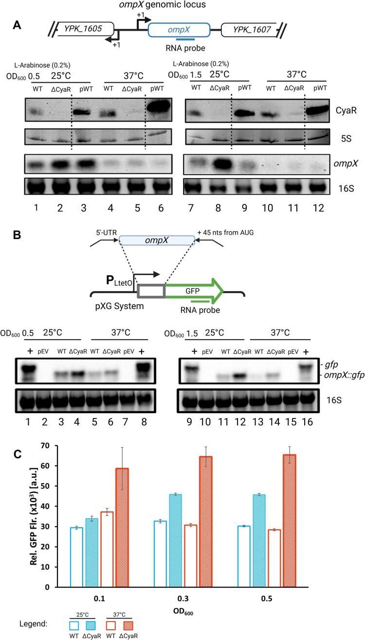 https://cdn.ncbi.nlm.nih.gov/pmc/blobs/8047/11795201/8060078c031f/gkaf041fig6.jpg