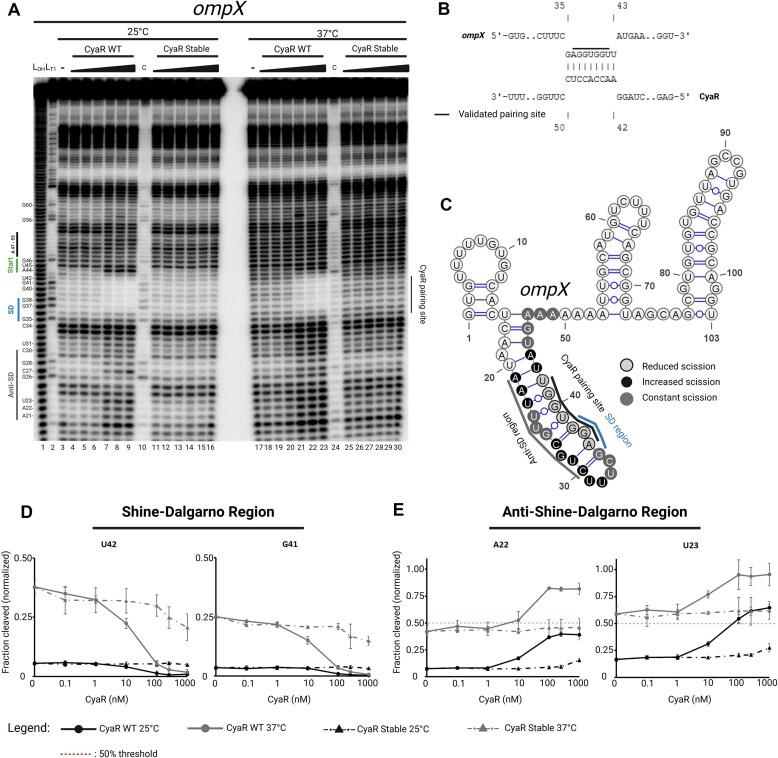 https://cdn.ncbi.nlm.nih.gov/pmc/blobs/8047/11795201/b8afb61ffa6c/gkaf041fig7.jpg
