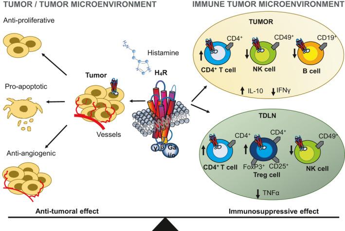 https://cdn.ncbi.nlm.nih.gov/pmc/blobs/804d/8491460/4e30b3dca22d/PRP2-9-e00778-g011.jpg