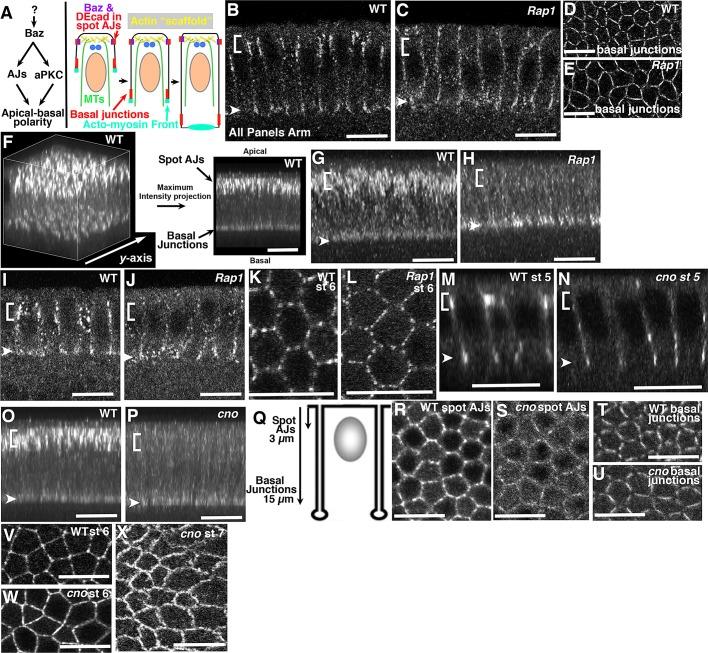https://cdn.ncbi.nlm.nih.gov/pmc/blobs/808b/3608504/3cdfb75ff9cd/945fig1.jpg