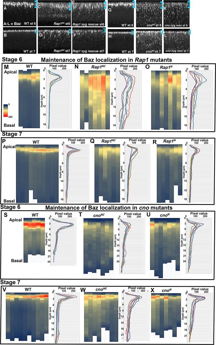 https://cdn.ncbi.nlm.nih.gov/pmc/blobs/808b/3608504/f10ec94ed4f8/945fig6.jpg