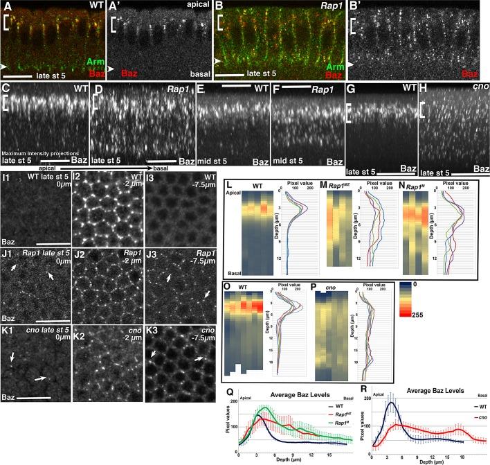https://cdn.ncbi.nlm.nih.gov/pmc/blobs/808b/3608504/fbe55481ba68/945fig4.jpg