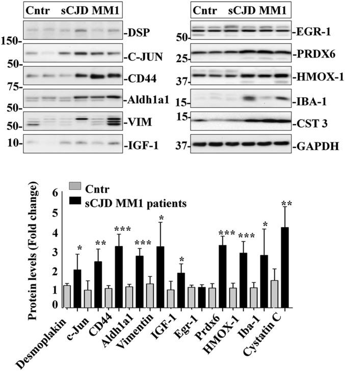 https://cdn.ncbi.nlm.nih.gov/pmc/blobs/808b/6765247/76b3de431a4f/pnas.1803521116fig04.jpg