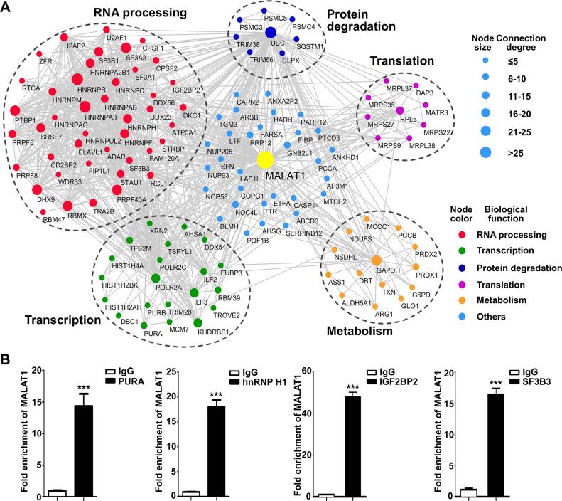 https://cdn.ncbi.nlm.nih.gov/pmc/blobs/80a7/5622371/0ea93c86140f/gkx600fig2.jpg