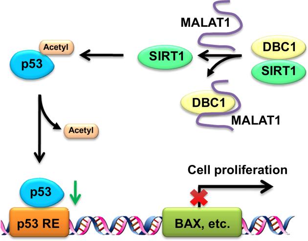 https://cdn.ncbi.nlm.nih.gov/pmc/blobs/80a7/5622371/62abe48cc8b7/gkx600fig6.jpg