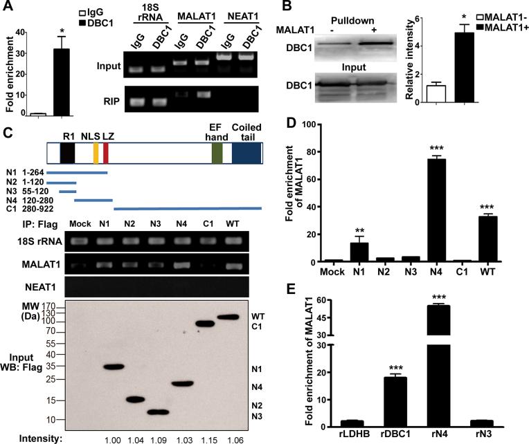 https://cdn.ncbi.nlm.nih.gov/pmc/blobs/80a7/5622371/b4752b826ff3/gkx600fig3.jpg
