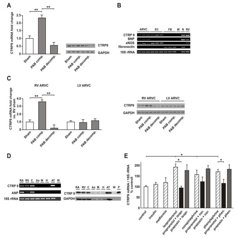https://cdn.ncbi.nlm.nih.gov/pmc/blobs/80a7/7291146/0f0083a40452/cells-09-01229-g002.jpg