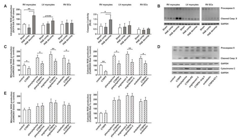 https://cdn.ncbi.nlm.nih.gov/pmc/blobs/80a7/7291146/4af2a74af817/cells-09-01229-g003.jpg