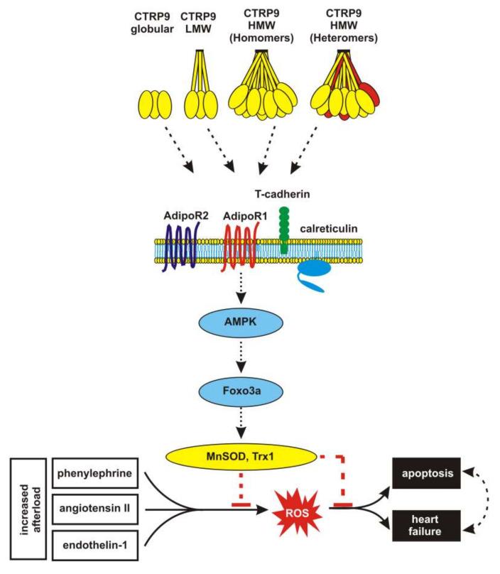 https://cdn.ncbi.nlm.nih.gov/pmc/blobs/80a7/7291146/8ccd9ee54a60/cells-09-01229-g008.jpg