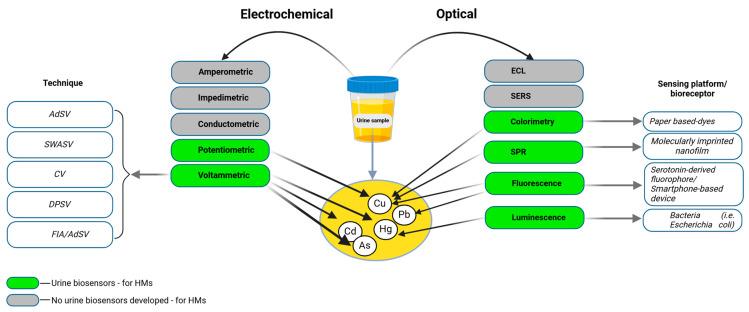 https://cdn.ncbi.nlm.nih.gov/pmc/blobs/80d3/11940129/85f4a9c6eeb0/biosensors-15-00188-g004.jpg