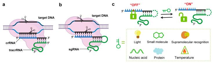 https://cdn.ncbi.nlm.nih.gov/pmc/blobs/80db/12073707/5d3a5eeb9e0d/molecules-30-01956-g001.jpg