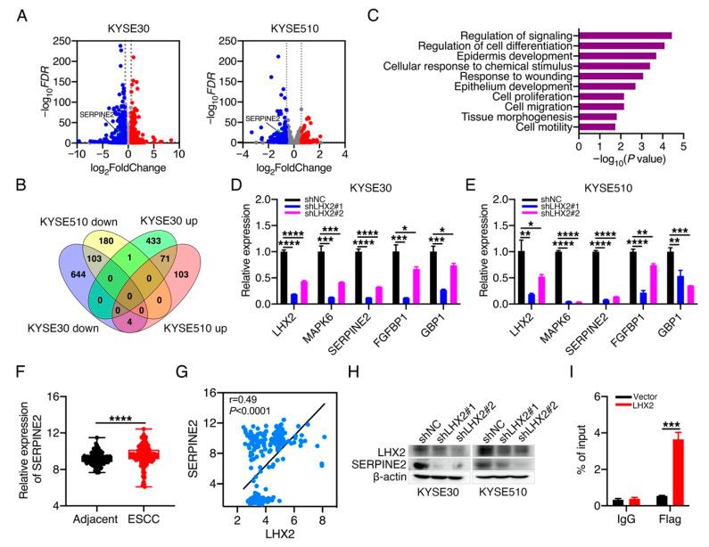 https://cdn.ncbi.nlm.nih.gov/pmc/blobs/80e3/9408536/30115a653565/genes-13-01457-g004.jpg