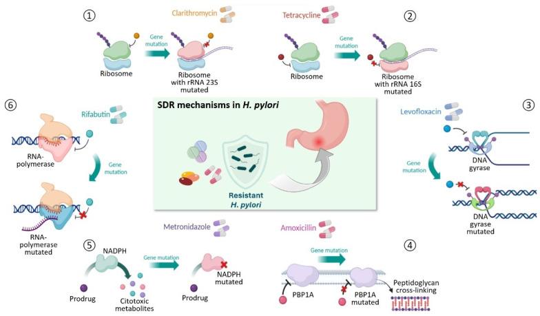 https://cdn.ncbi.nlm.nih.gov/pmc/blobs/80e8/11047737/5c9d85fe7691/antibiotics-13-00357-g001.jpg