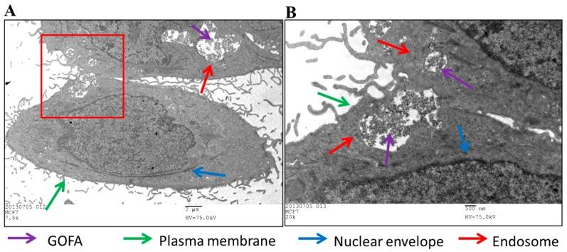 https://cdn.ncbi.nlm.nih.gov/pmc/blobs/8114/5707605/64a27d070b8b/nanomaterials-07-00388-g006.jpg