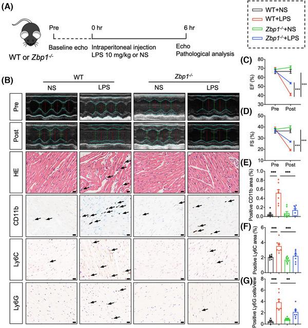 https://cdn.ncbi.nlm.nih.gov/pmc/blobs/8129/12034574/fde7860bf010/CTM2-15-e70315-g006.jpg