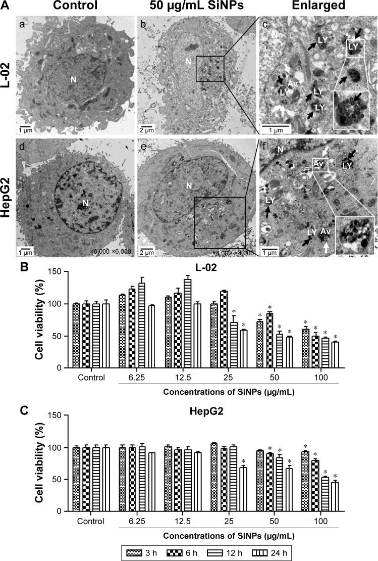 https://cdn.ncbi.nlm.nih.gov/pmc/blobs/813c/5279829/9d2cdbd01761/ijn-12-809Fig2.jpg