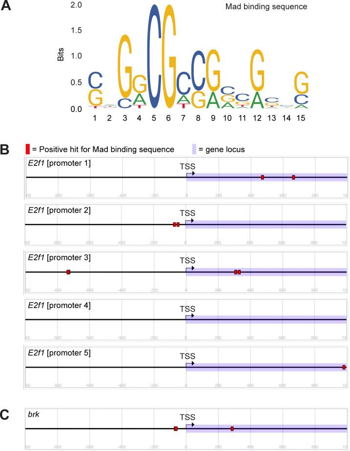 https://cdn.ncbi.nlm.nih.gov/pmc/blobs/816c/11530350/560cb1ea5130/JCB_202404052_FigS4.jpg