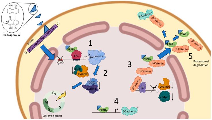 https://cdn.ncbi.nlm.nih.gov/pmc/blobs/816f/11353246/8b11ab1b48f3/biomolecules-14-00998-g009.jpg
