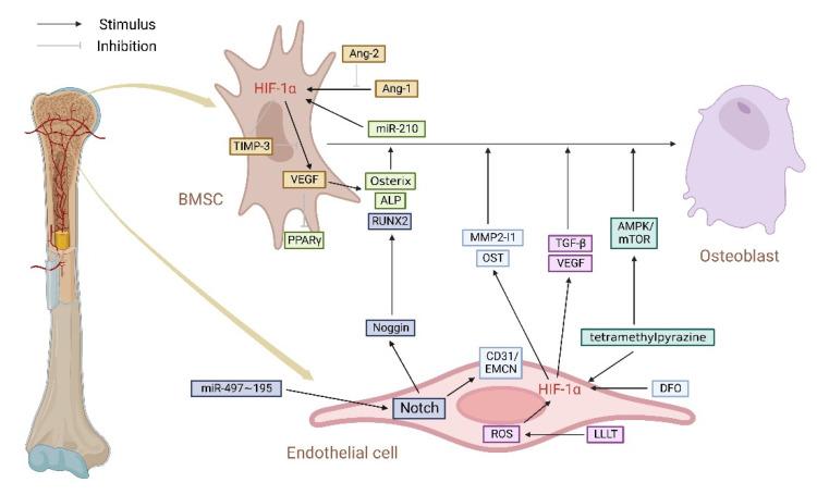 https://cdn.ncbi.nlm.nih.gov/pmc/blobs/8190/9688488/69cbbc8691b5/cells-11-03552-g004.jpg