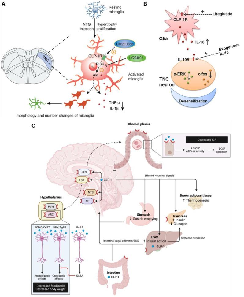 https://cdn.ncbi.nlm.nih.gov/pmc/blobs/81a5/11869436/8ddeffa13a3c/10194_2025_1979_Fig7_HTML.jpg