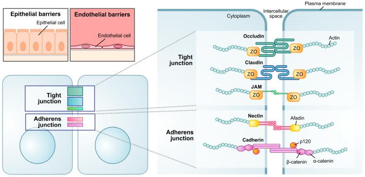 https://cdn.ncbi.nlm.nih.gov/pmc/blobs/81dd/10136429/5c8713226a84/biosensors-13-00422-g003.jpg