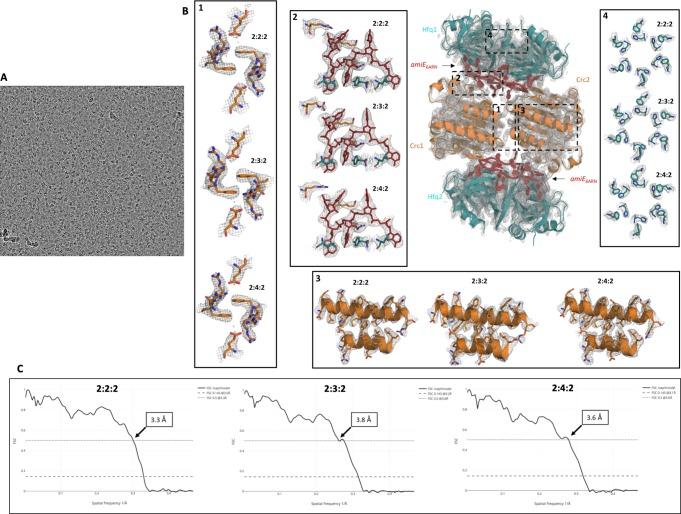 https://cdn.ncbi.nlm.nih.gov/pmc/blobs/8200/6422490/75a0e603e8b0/elife-43158-fig1-figsupp2.jpg