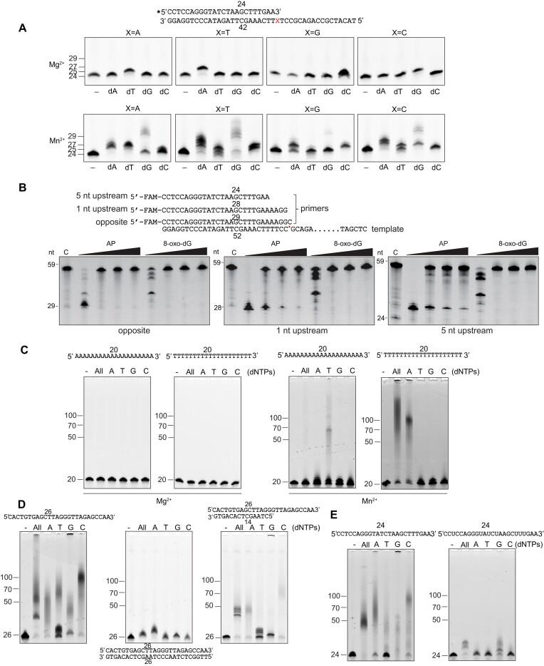 https://cdn.ncbi.nlm.nih.gov/pmc/blobs/824c/11724360/d12c6ee659f5/gkae1318fig4.jpg