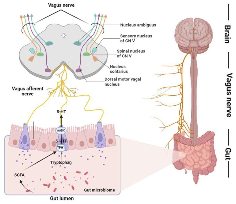 https://cdn.ncbi.nlm.nih.gov/pmc/blobs/8252/11818468/45f97fe03b7e/ijms-26-01160-g001.jpg