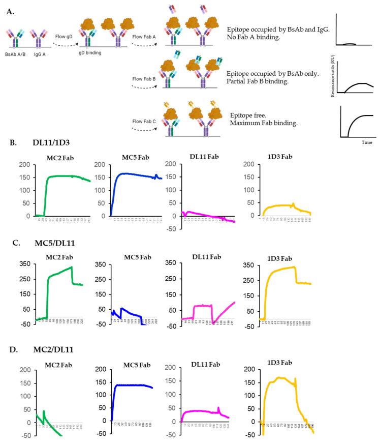 https://cdn.ncbi.nlm.nih.gov/pmc/blobs/8289/11860751/18529d9d58f4/viruses-17-00249-g006.jpg