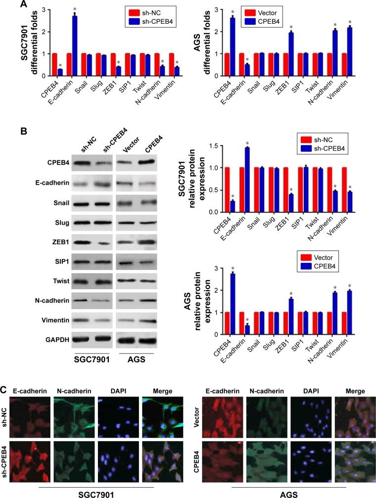 https://cdn.ncbi.nlm.nih.gov/pmc/blobs/829e/6160272/f16280945de6/ott-11-6153Fig3.jpg